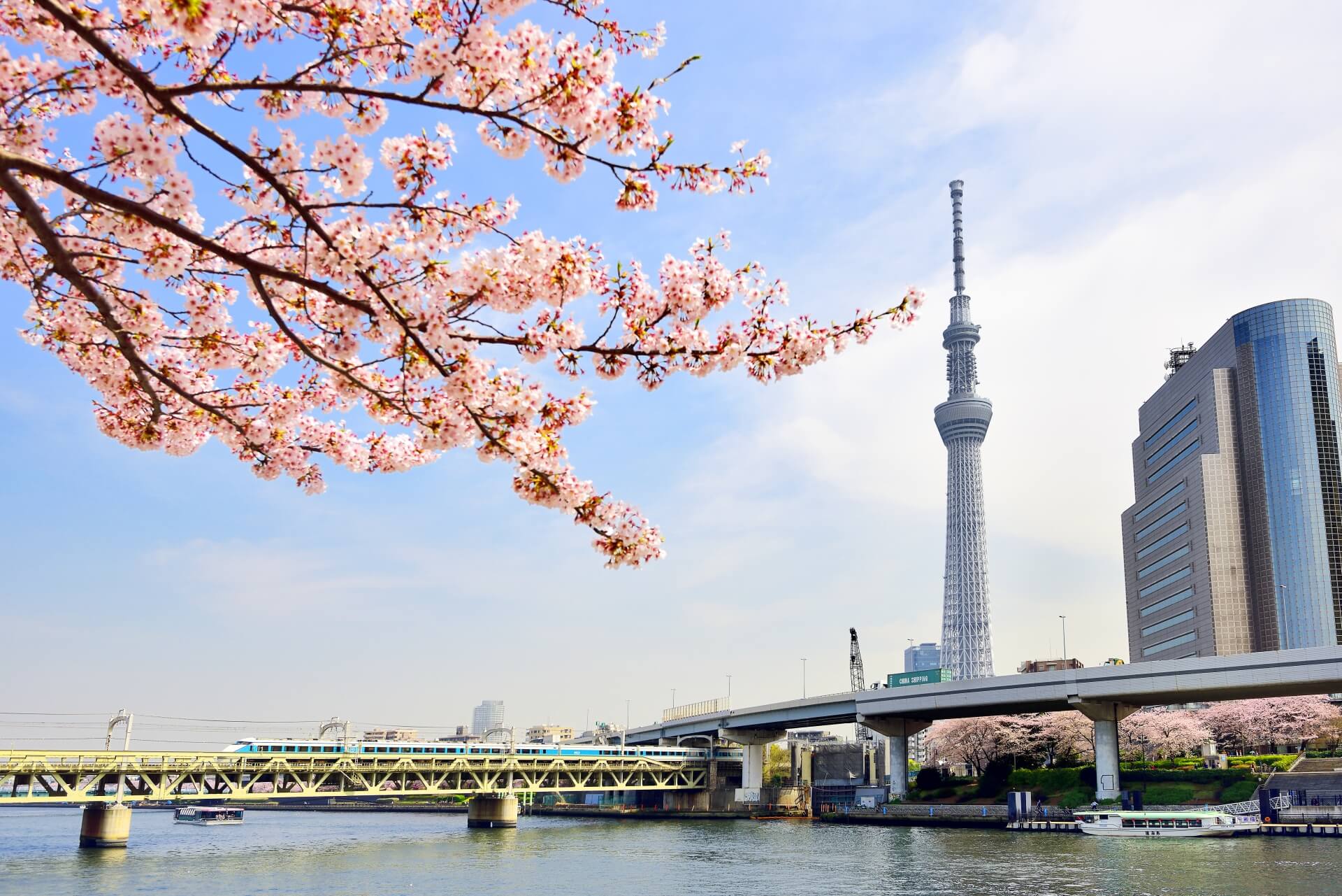 sumida-river-tokyo-blossoms