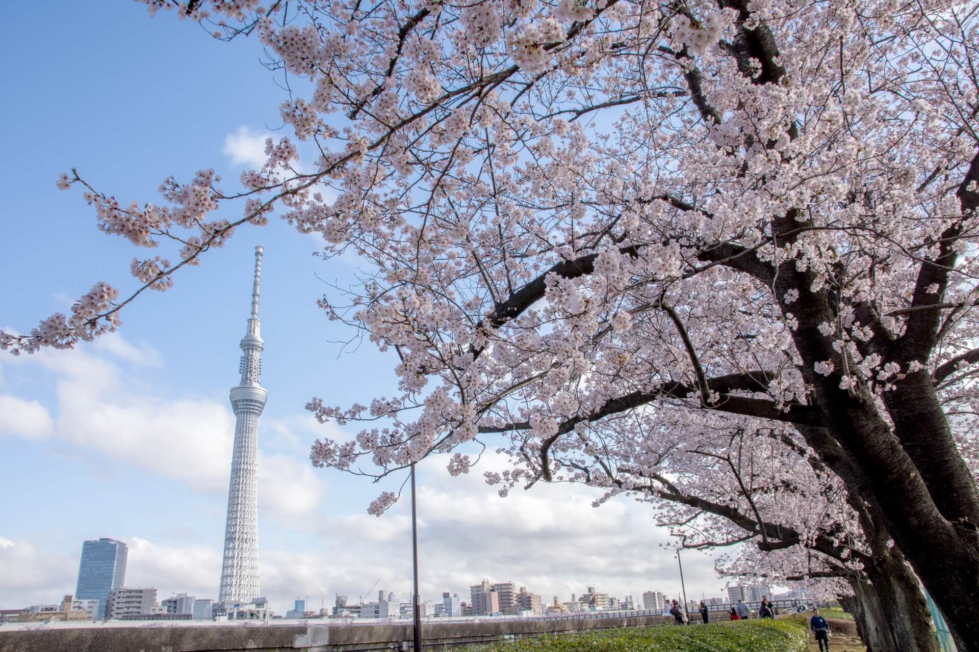 sumida-river-tokyo-blossoms