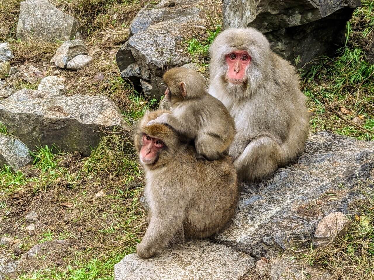 jigokudani-monkey-november-2020