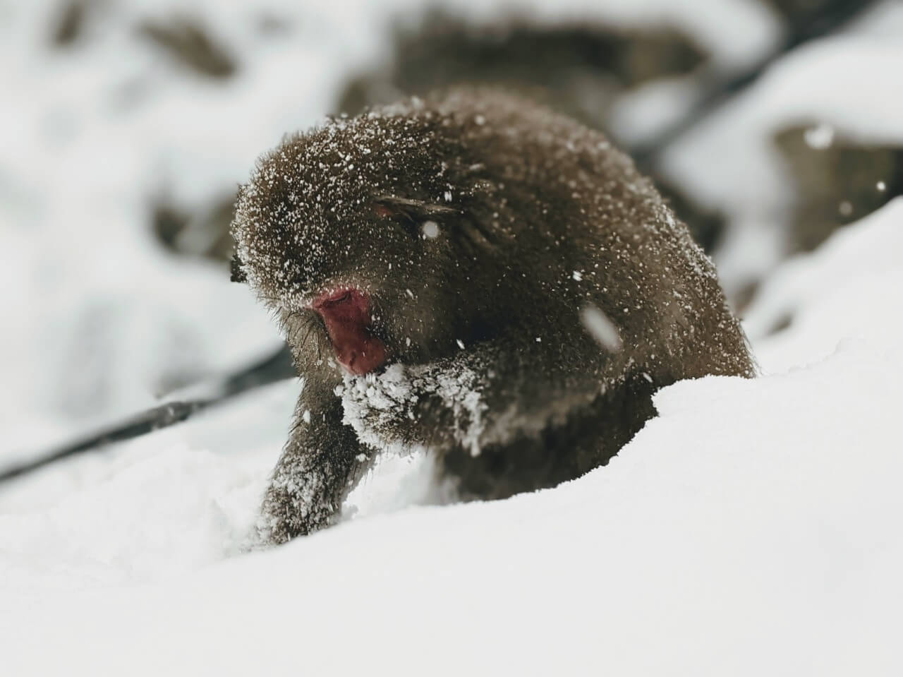 jigokudani-monkey-park-february-2021