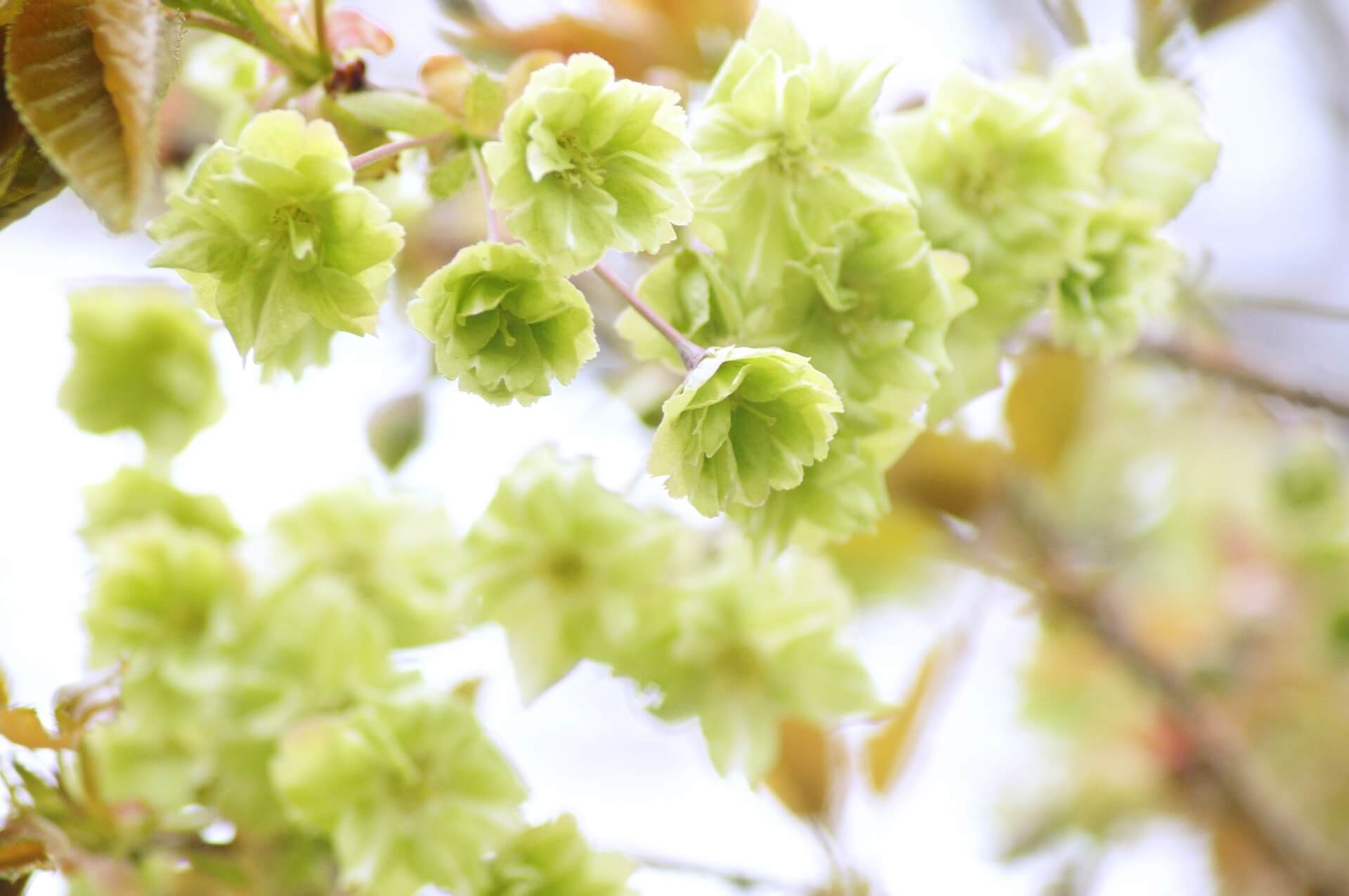 gyoikozakura-cherry-blossom