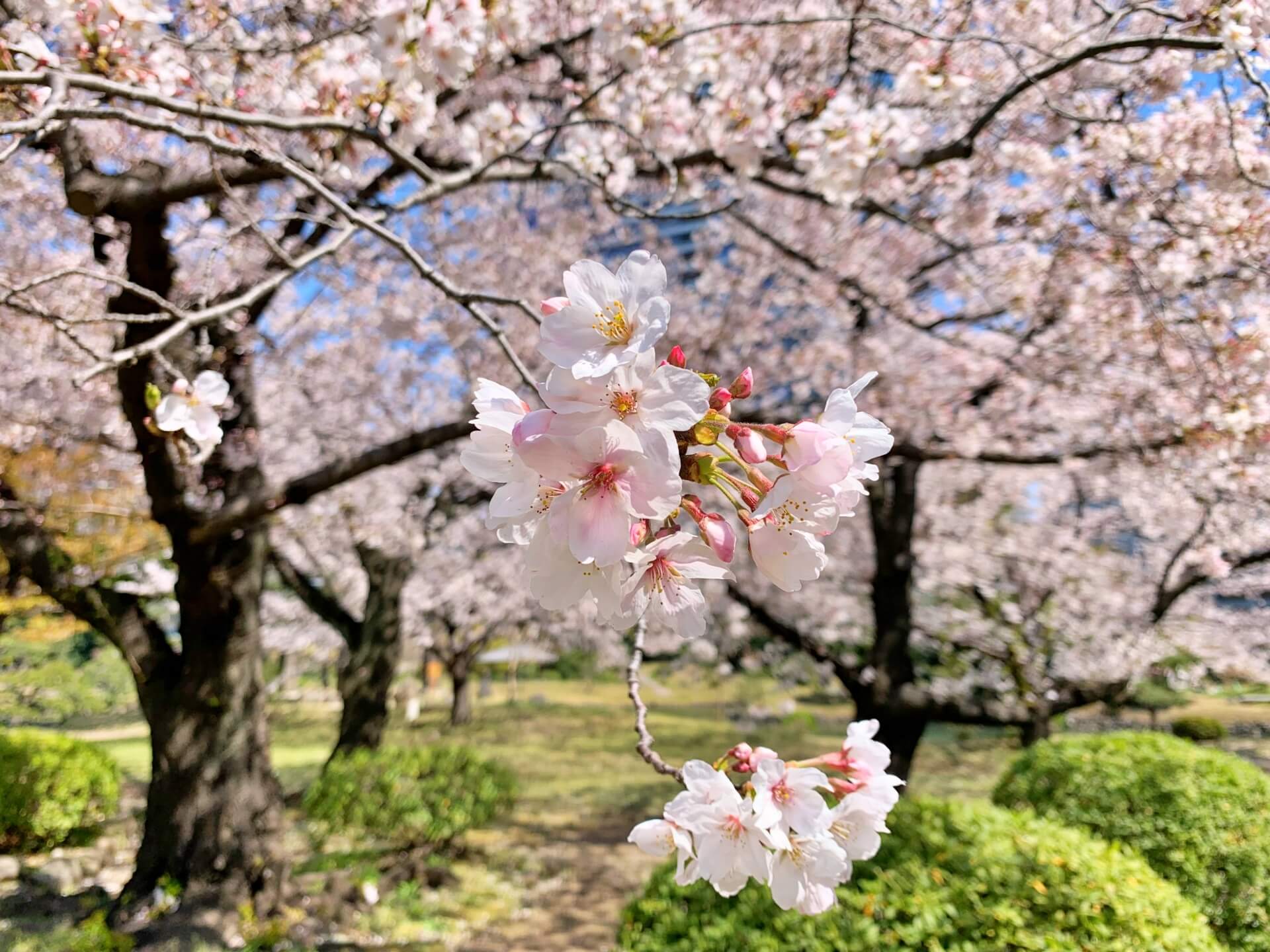 somei-yoshino-cherry-blossom