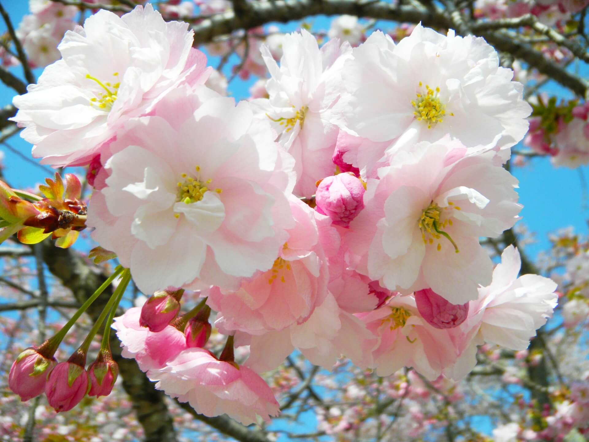 yaezakura-cherry-blossom