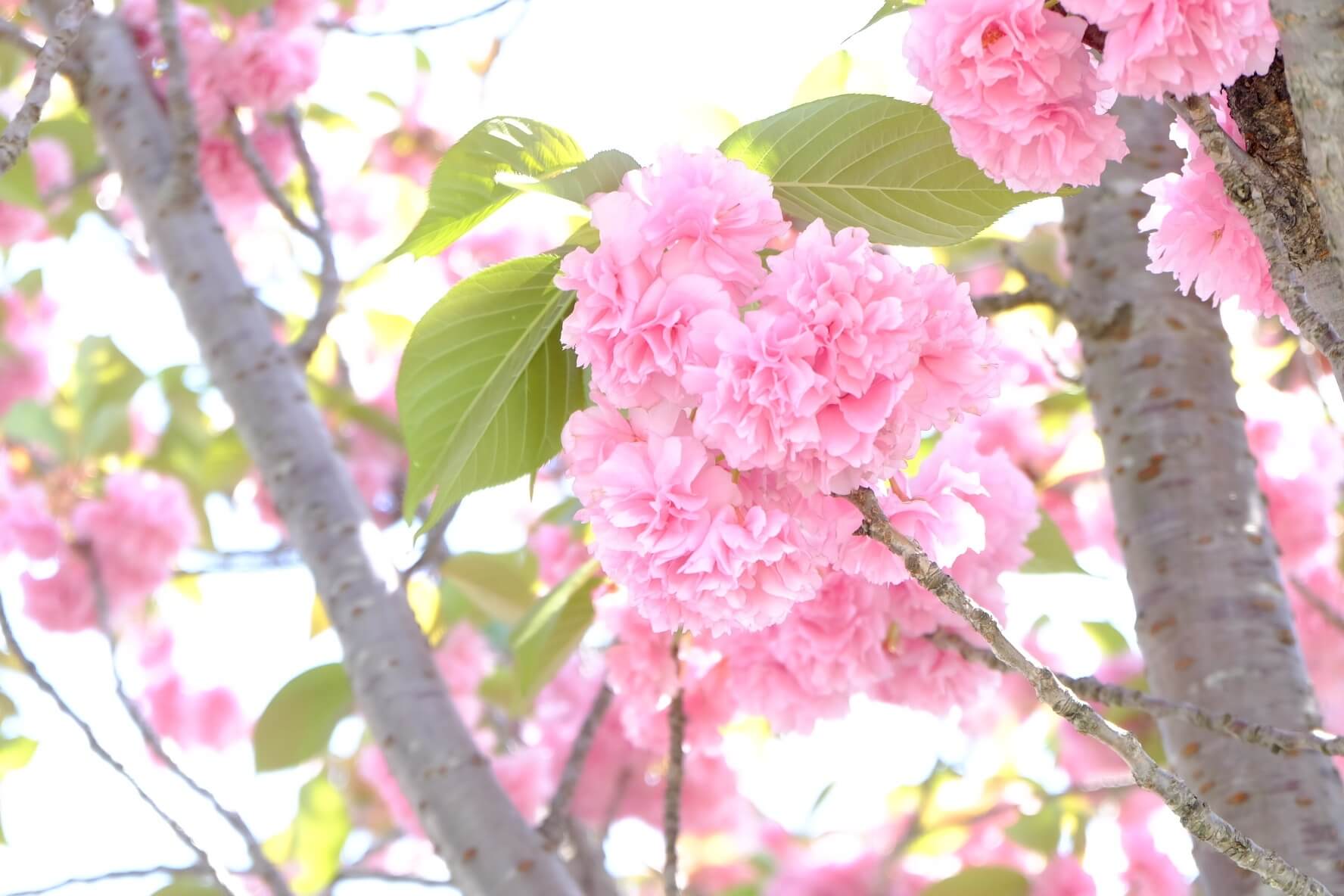 yaezakura-cherry-blossom