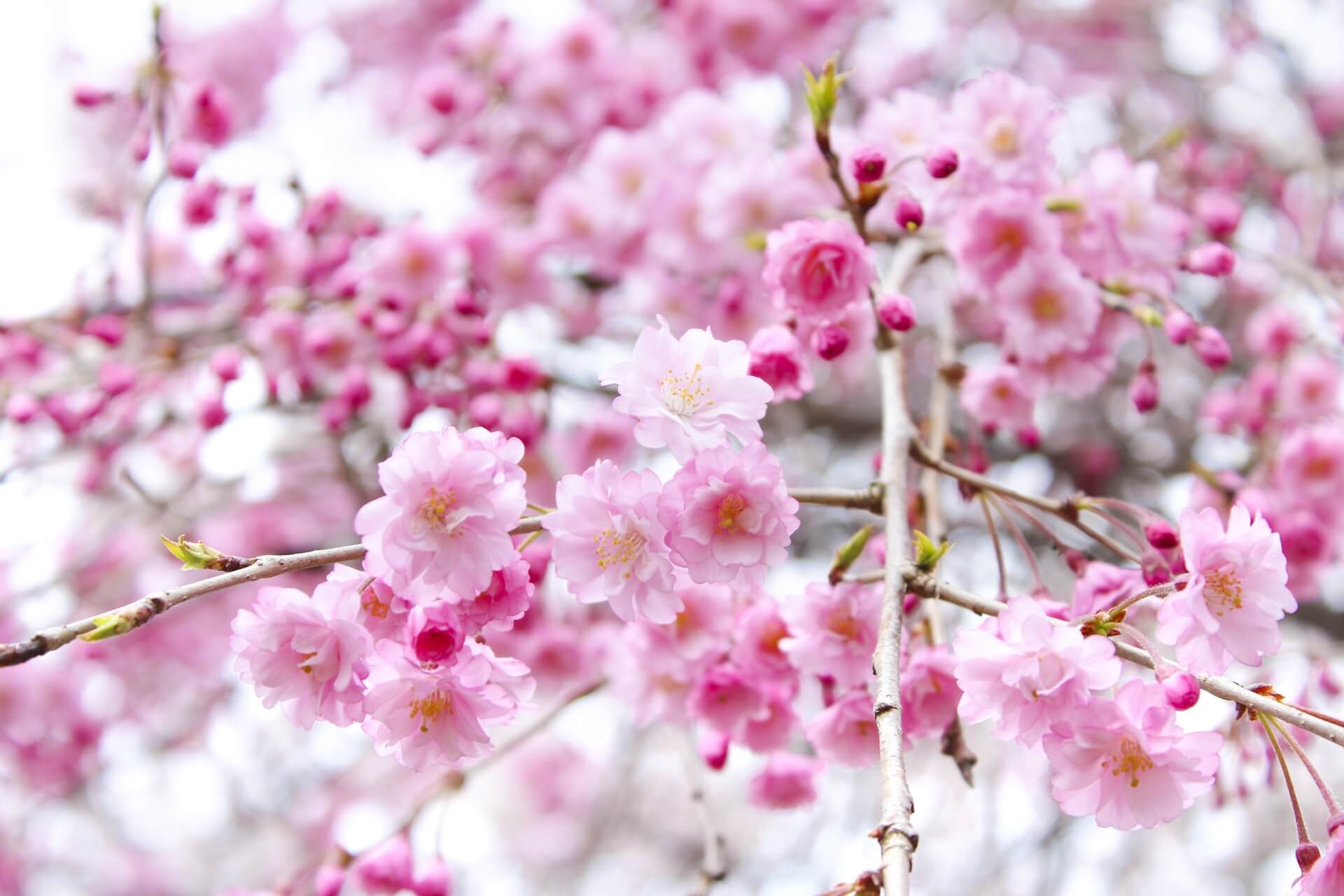 yaezakura-cherry-blossom