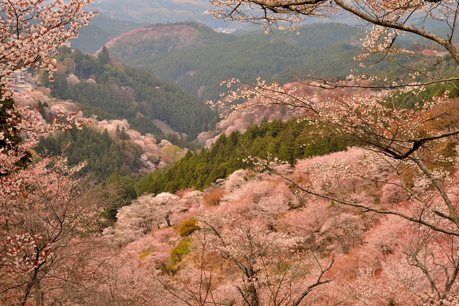 yamazakura-cherry-blossom