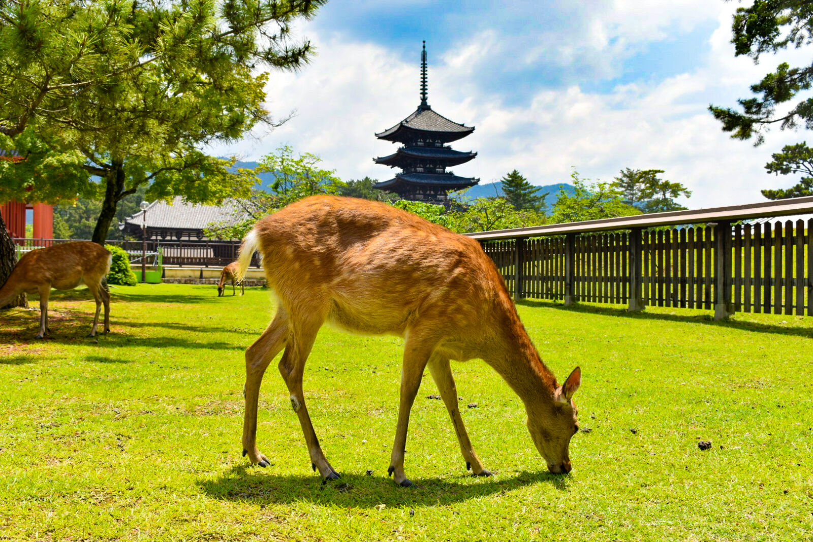 nara-park