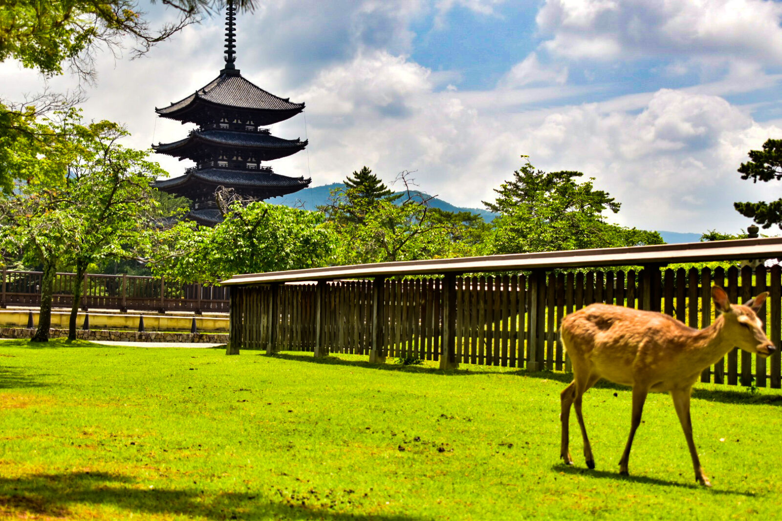 nara-park