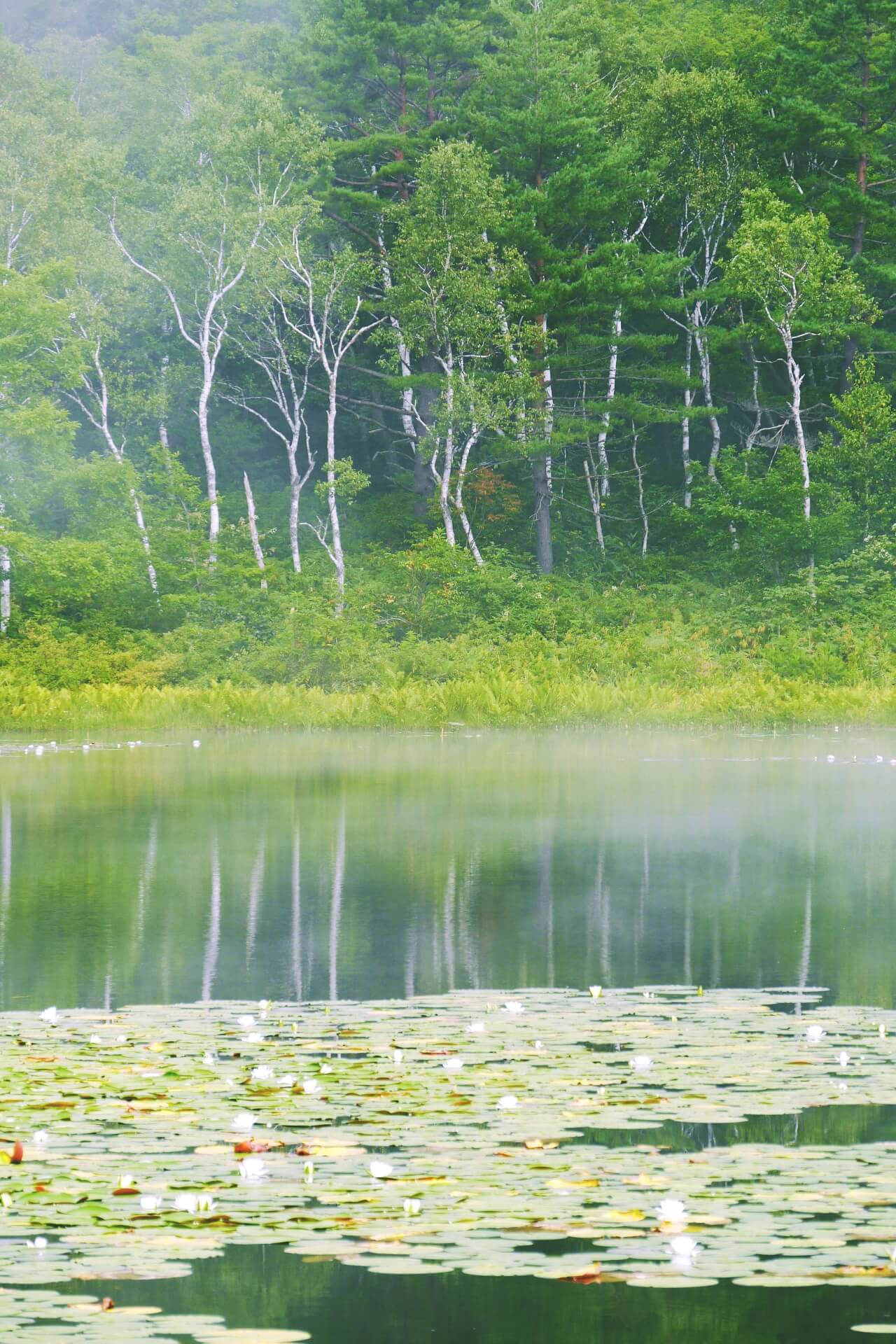 shiga-kogen-landscape