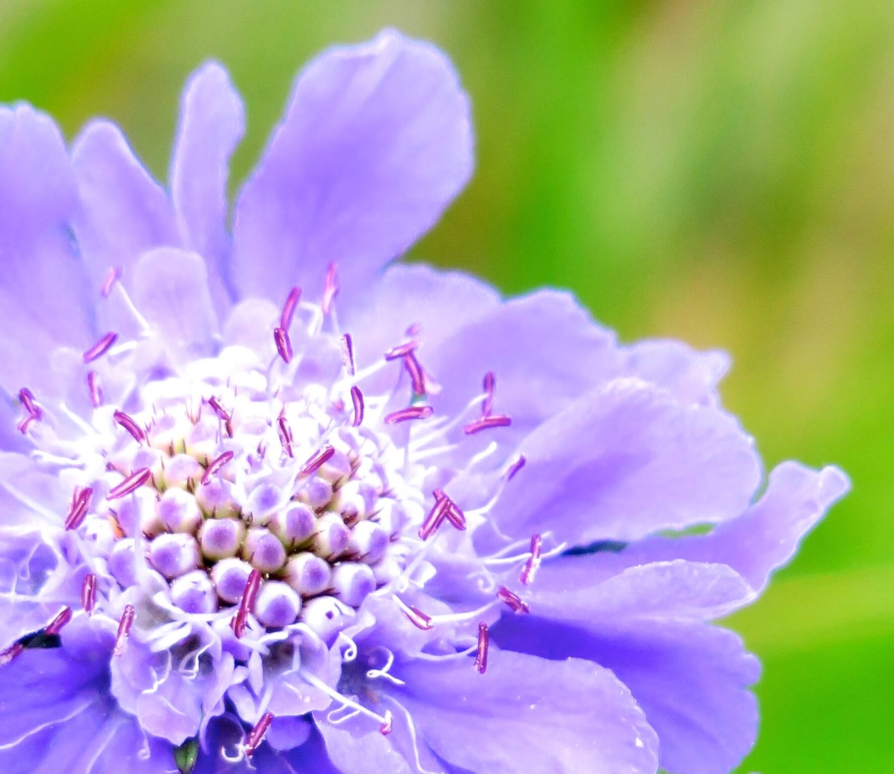 hakuba-wild-flower