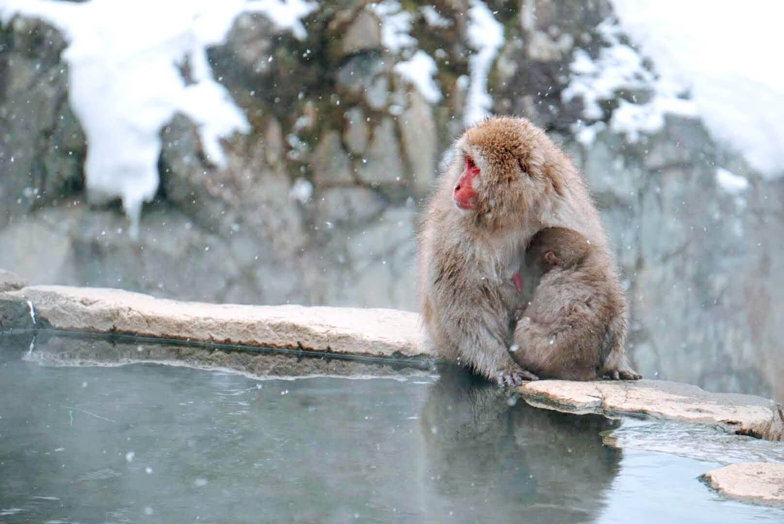 jigokudani-monkey-winter