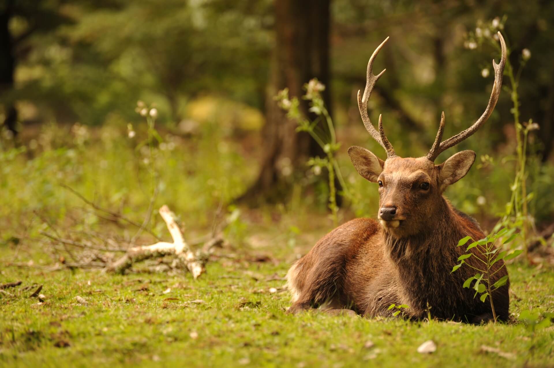 shika-spotted-deer