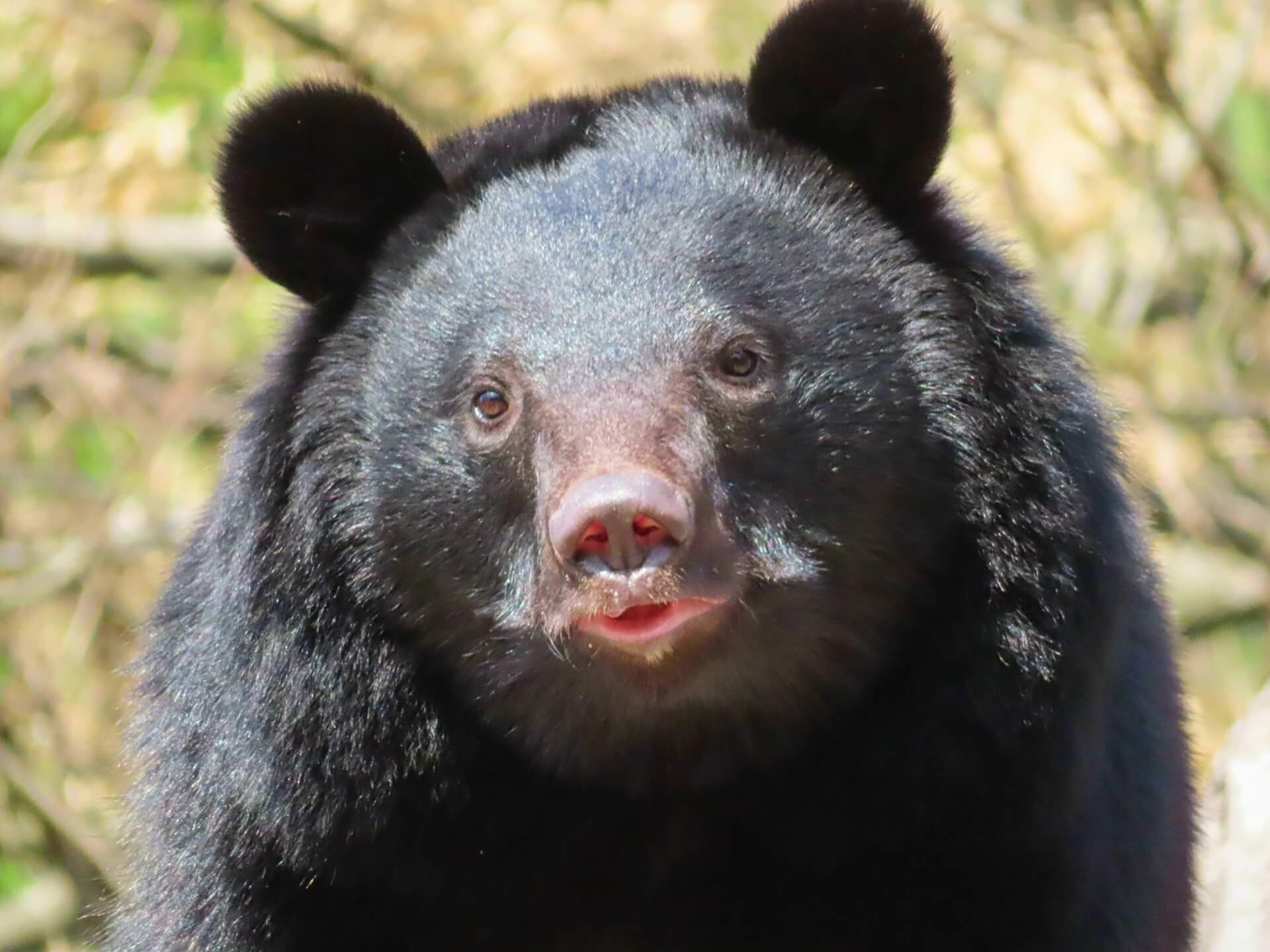 black-bear-wildlife