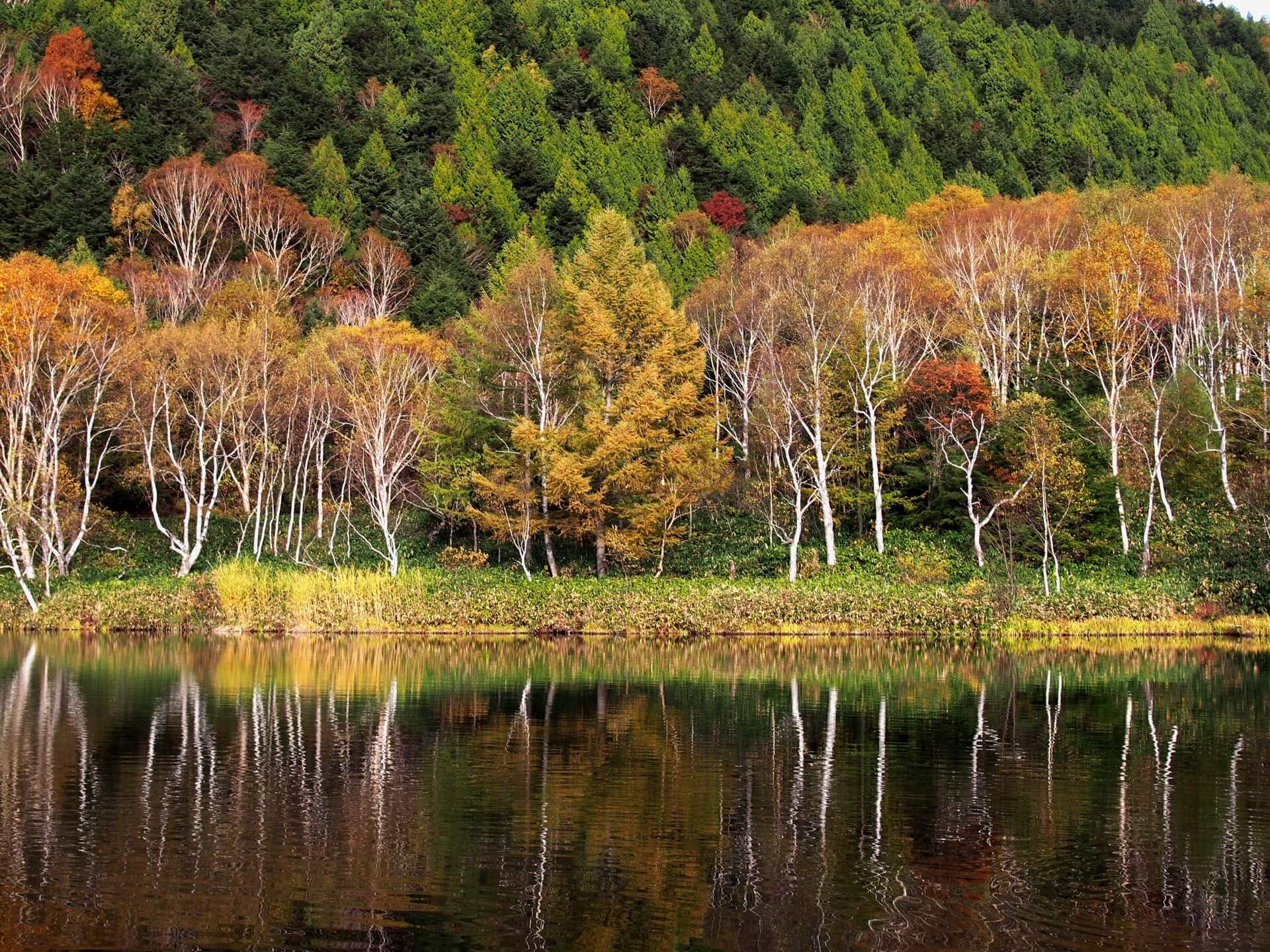 joshinetsu-shiga-kogen-landscape