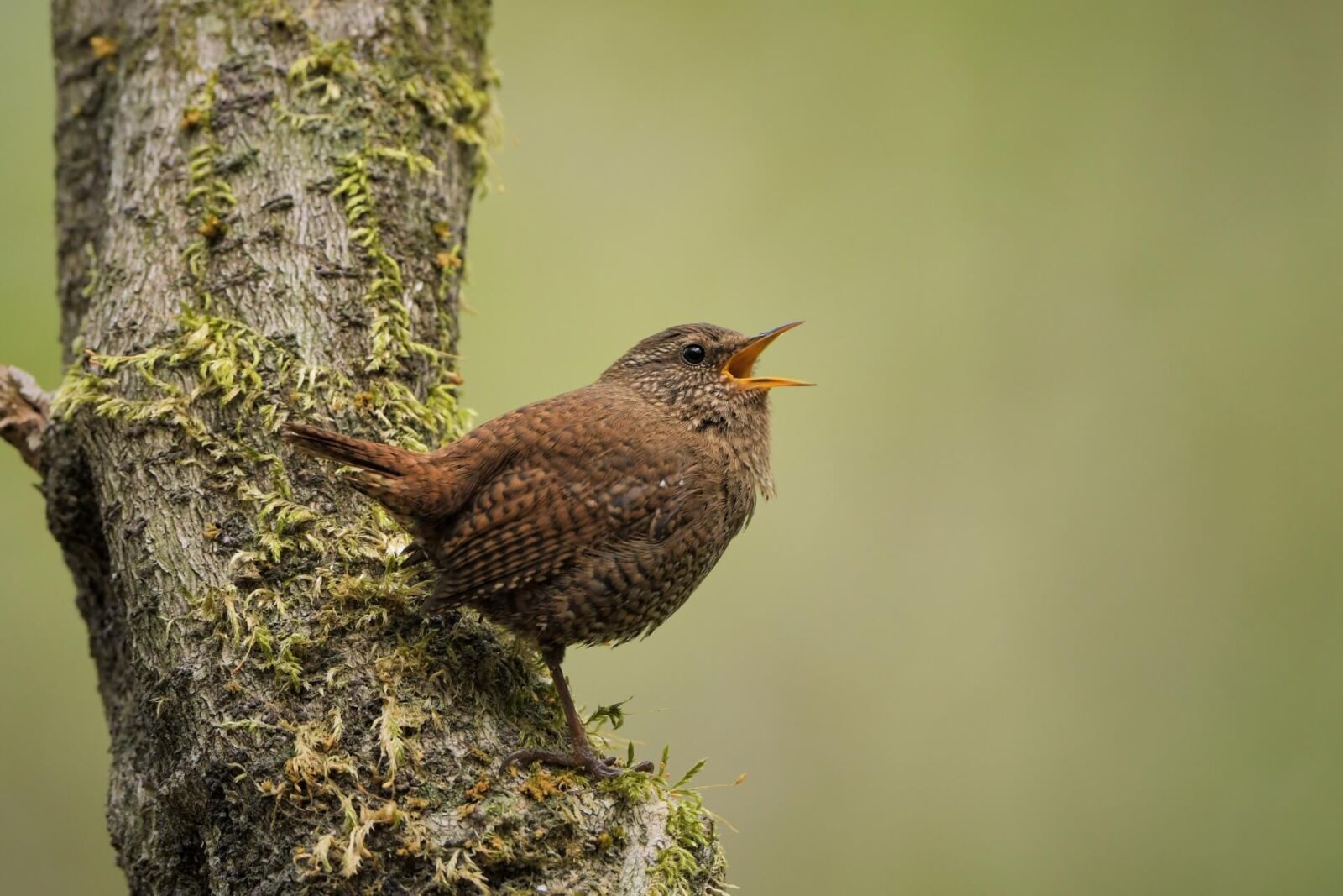 karuizawa-bird