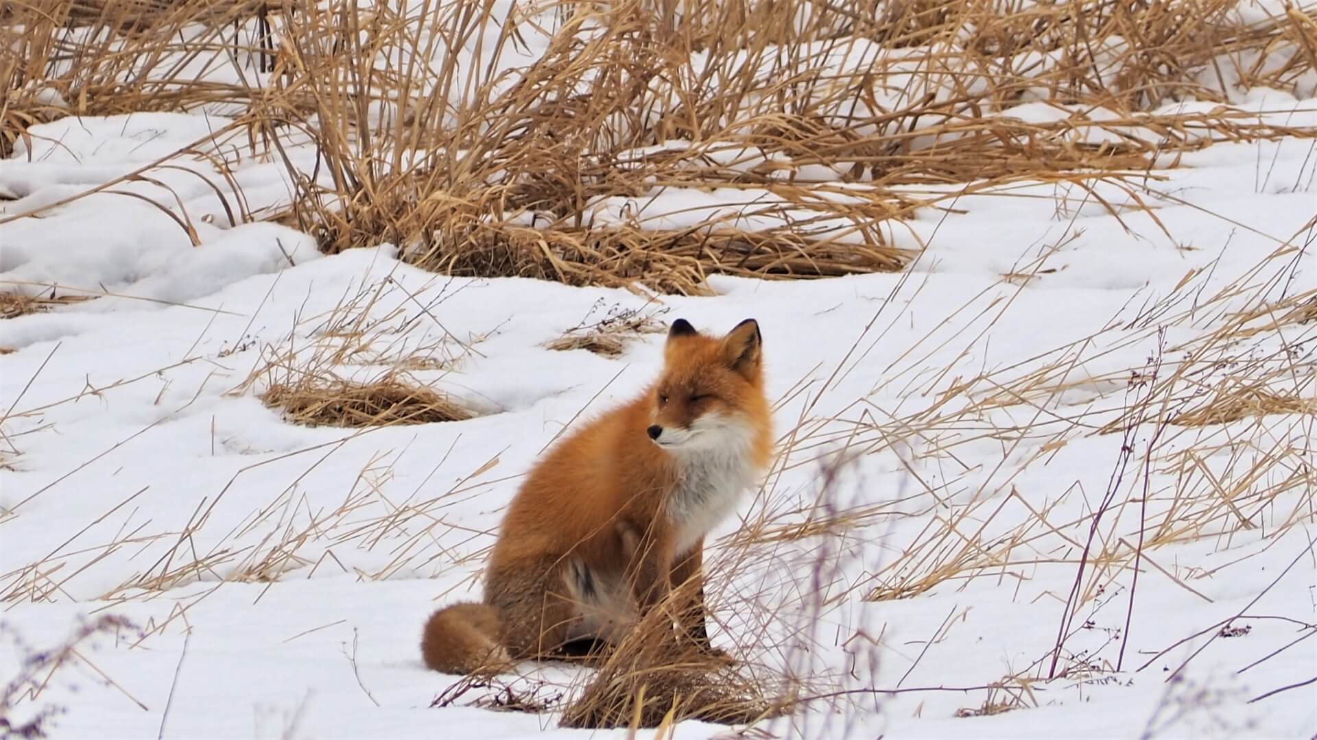 fox-wildlife