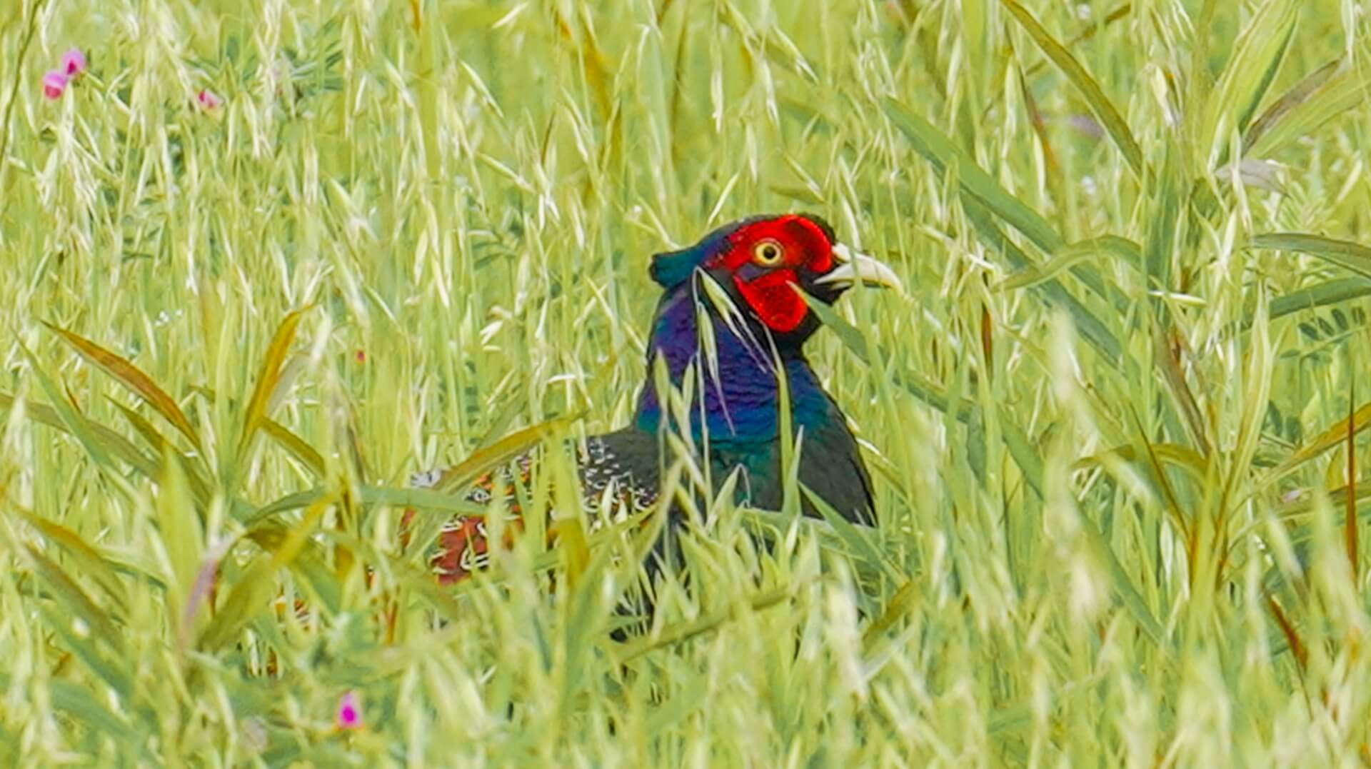 kiji-green-pheasant-wildlife