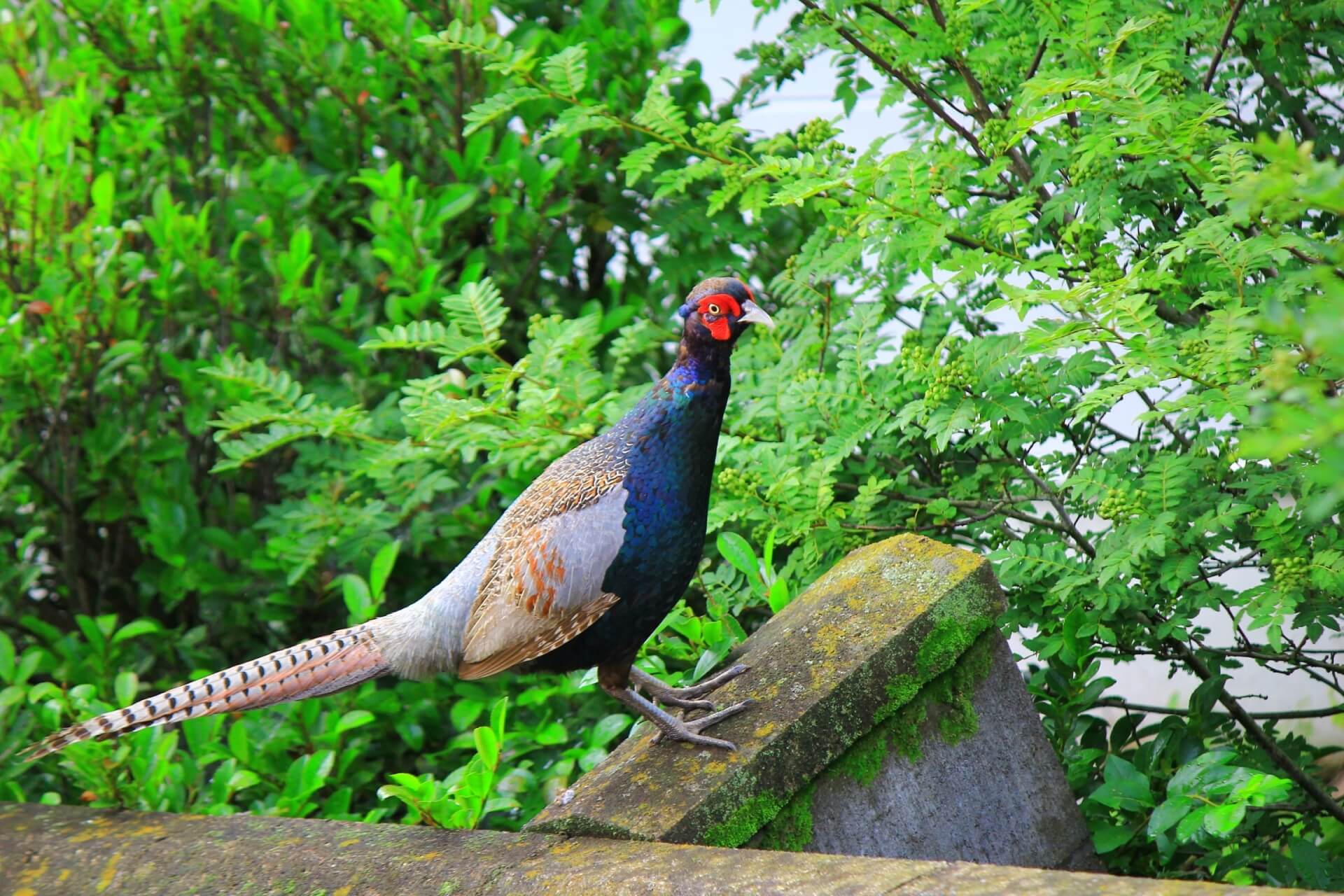 kiji-green-pheasant-wildlife