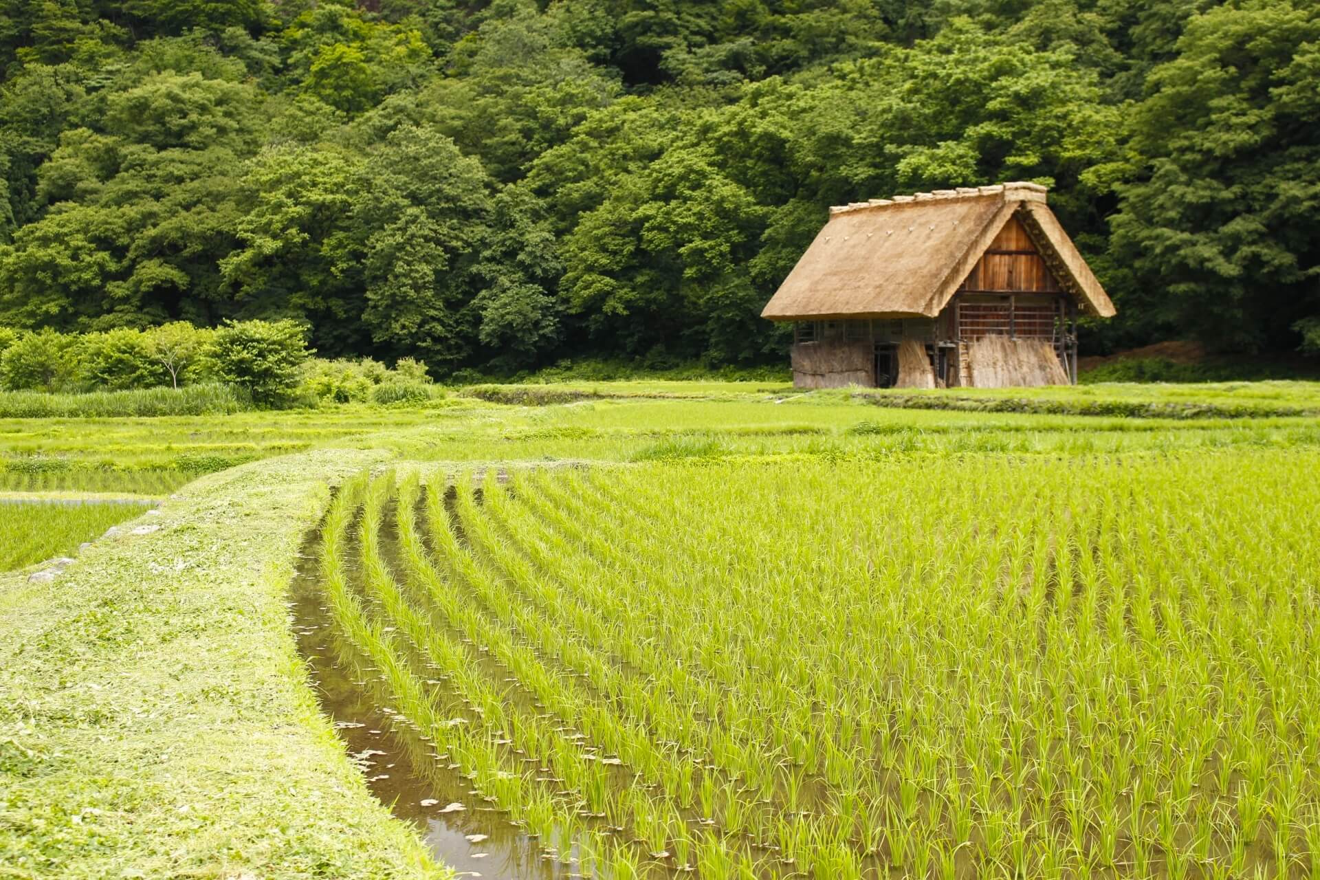 shirakawago