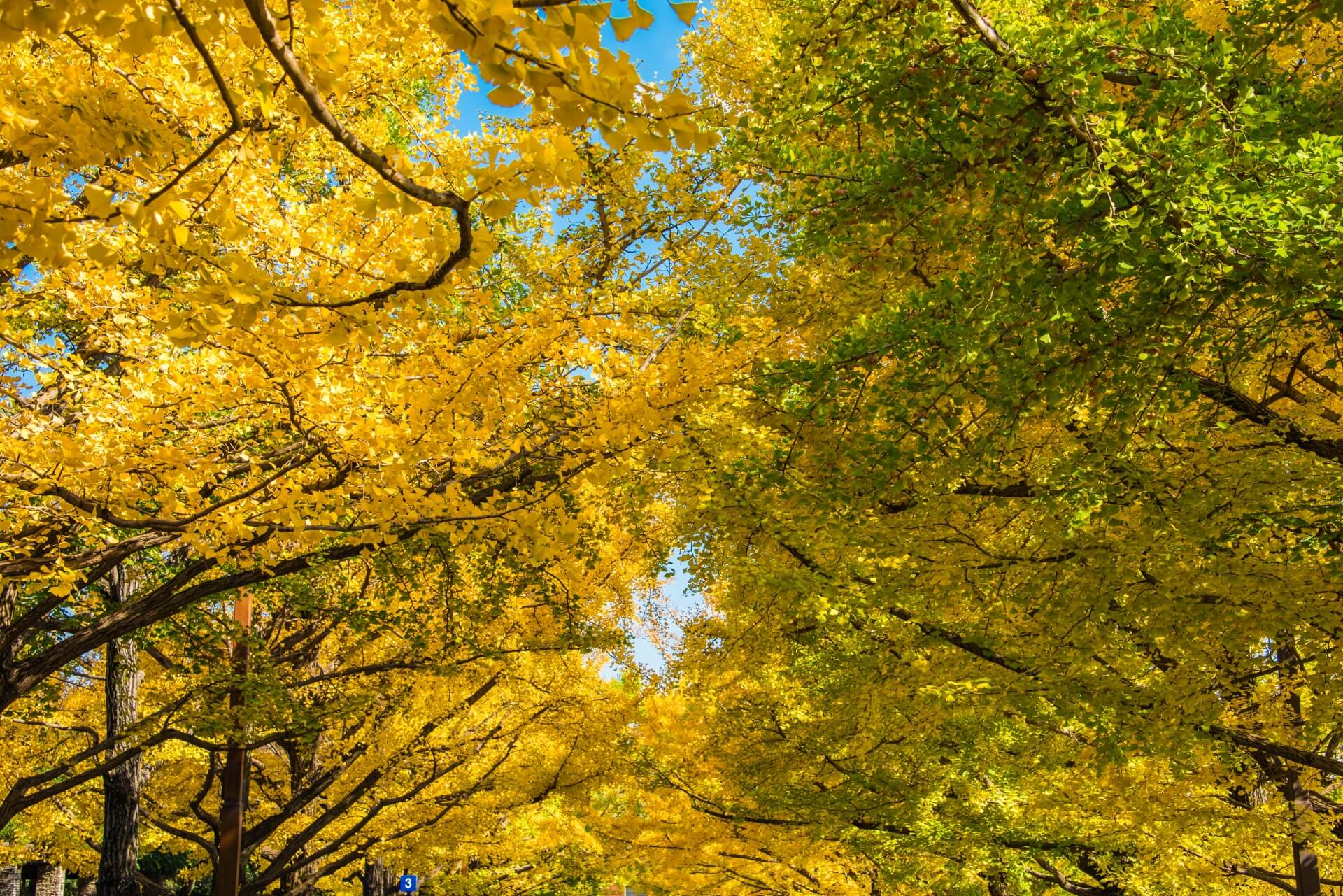 showa-memorial-park-tokyo