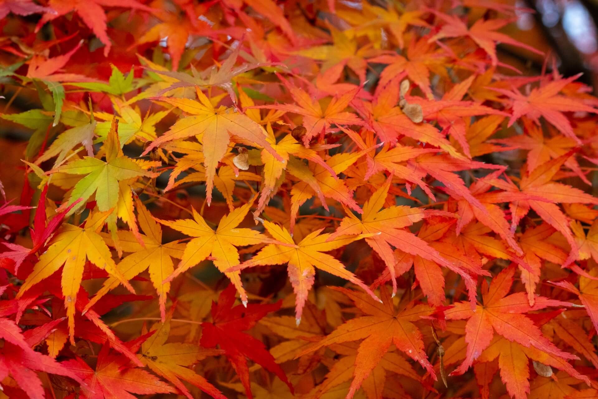 momiji-koyo-autumn