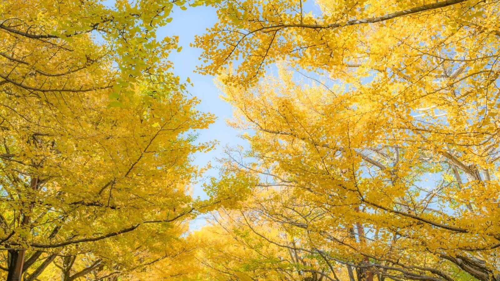 autumn-gingko-icho