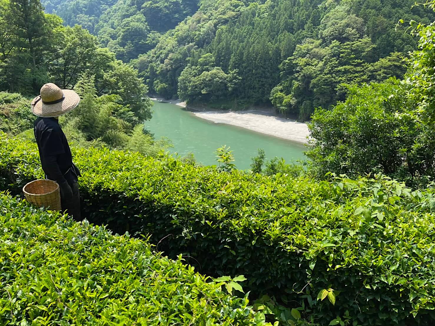 tenryu-tea-nakaisamurai