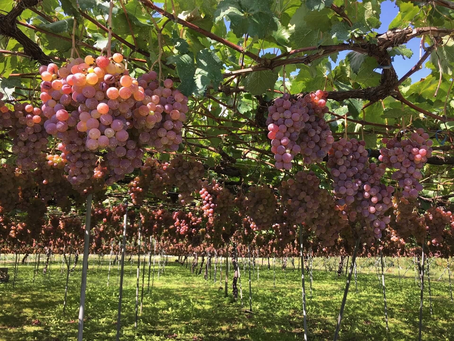 japan-wine-ryugan-grape