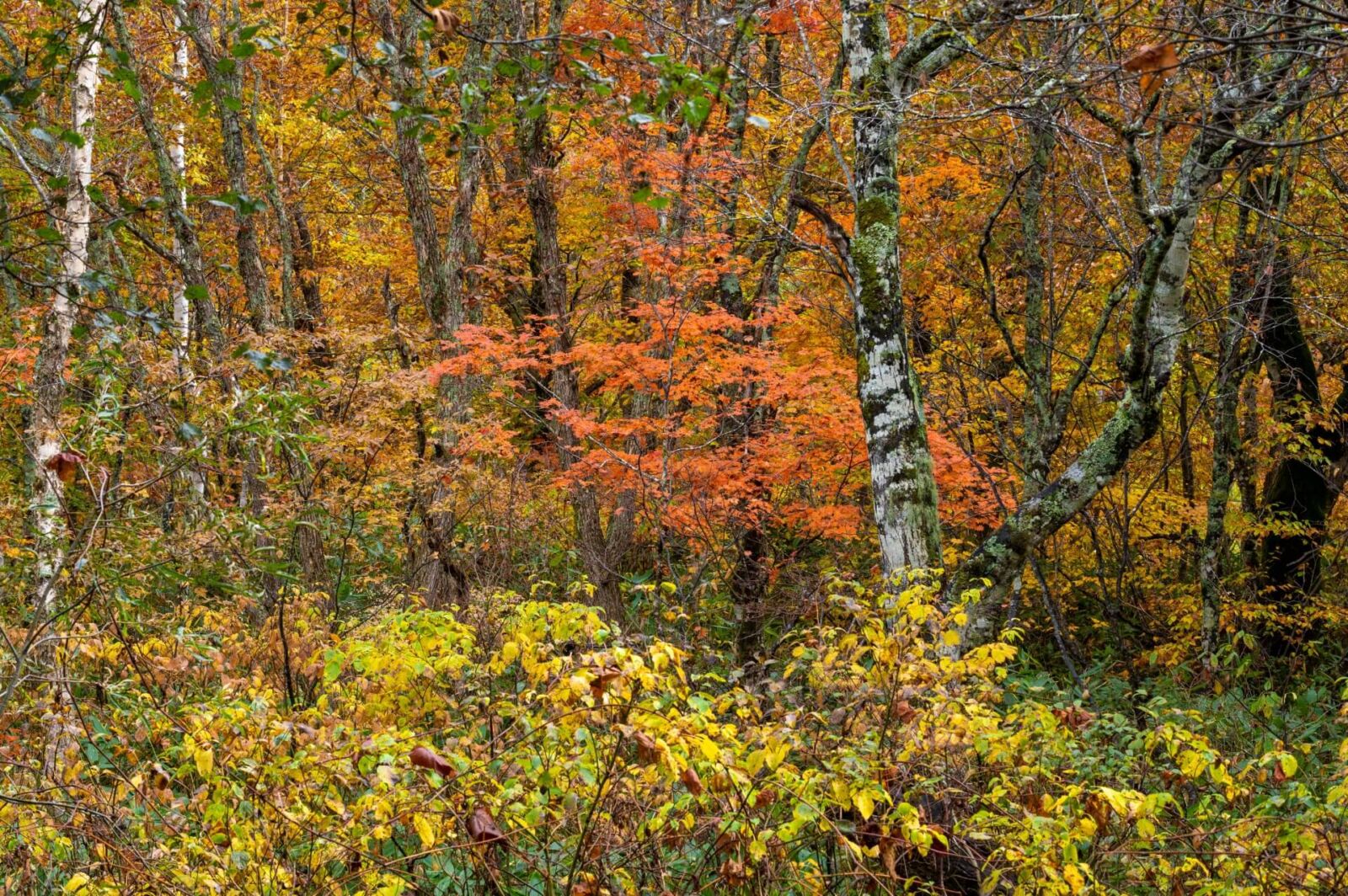 shiga-autumn-koyo