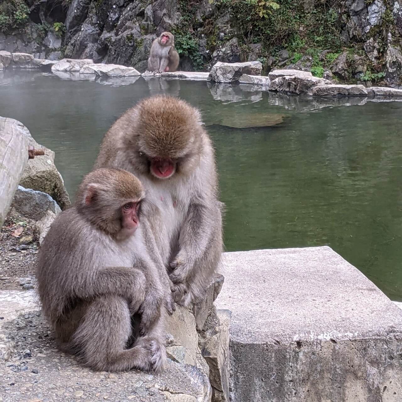 jigokudani-monkey-park-october-2021