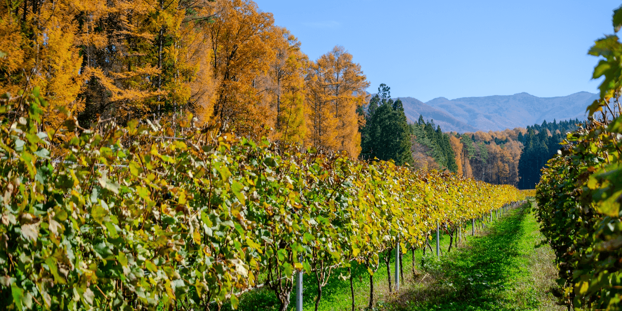 japan-wine-nagano-winery