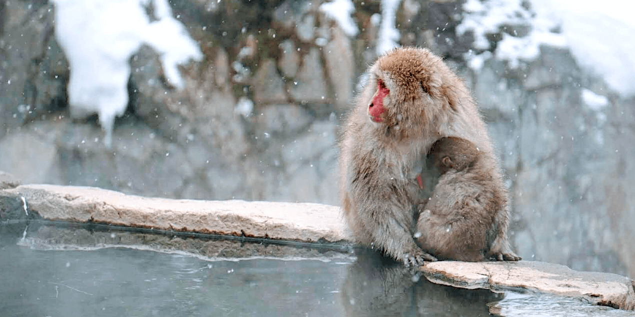 jigokudani-monkey-park-banner-edit