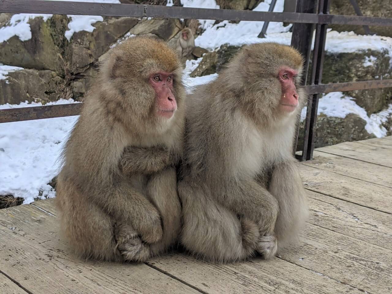 jigokudani-monkey-park-december-2021