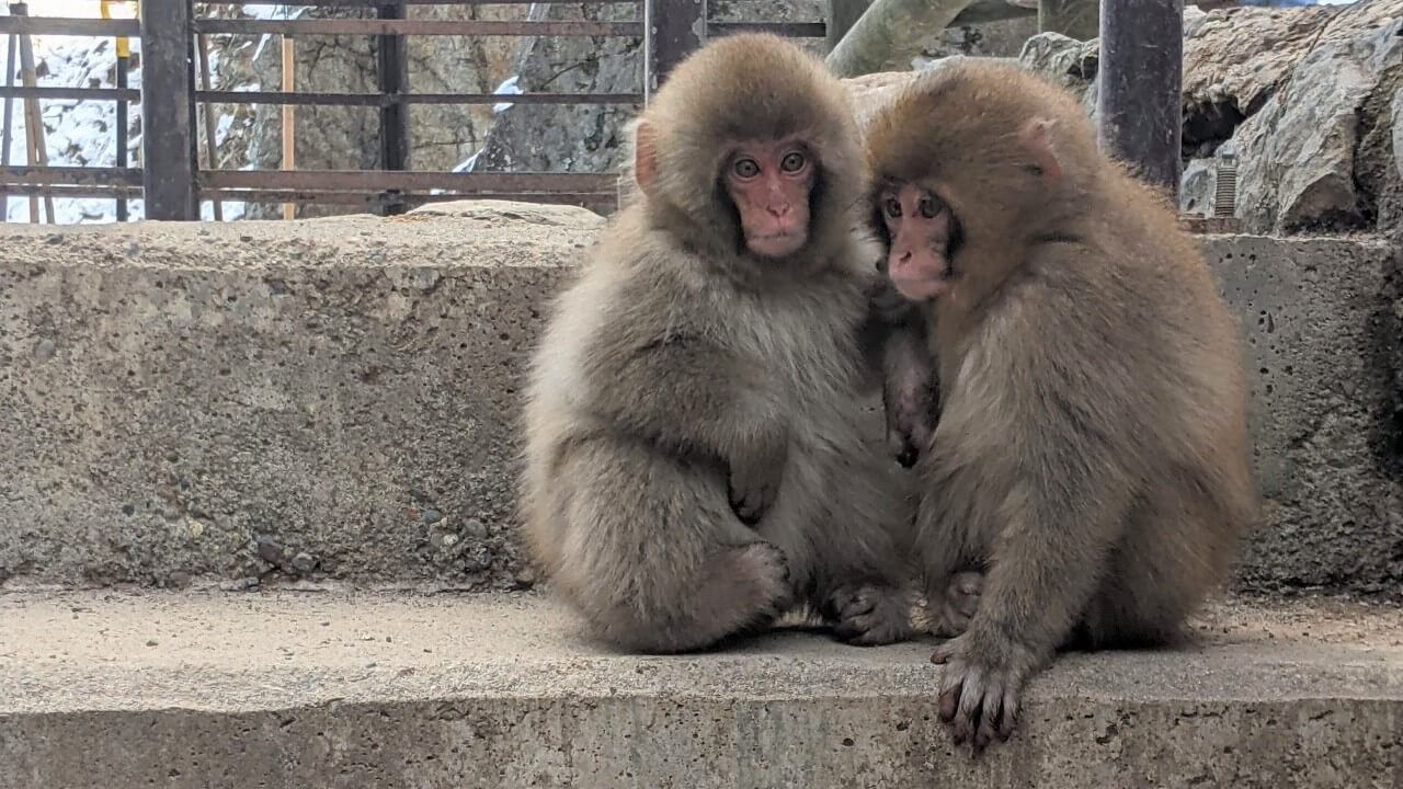 jigokudani-monkey-park-december-2021