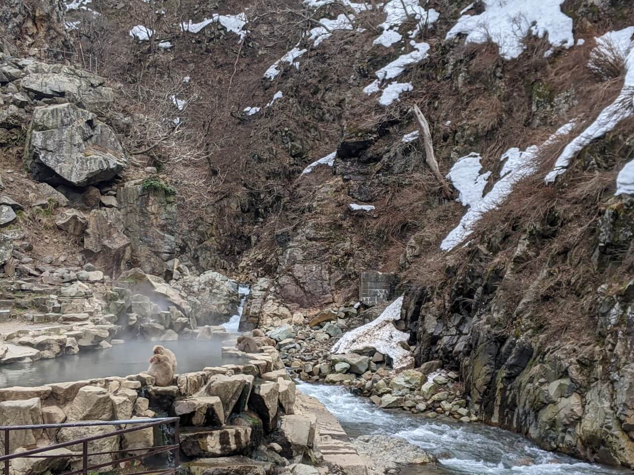 jigokudani-monkey-park-march-2022