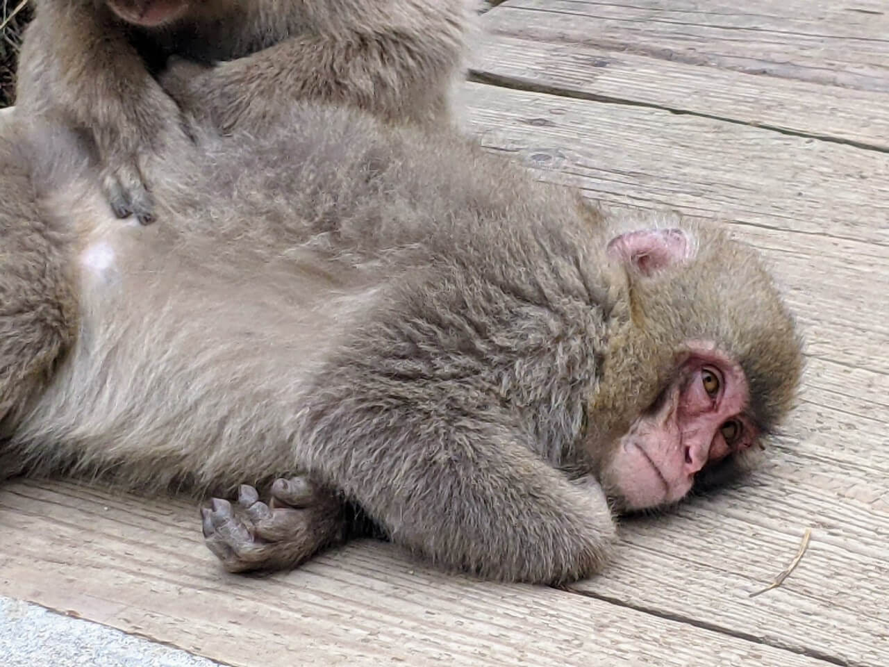 jigokudani-monkey-park-march-2022