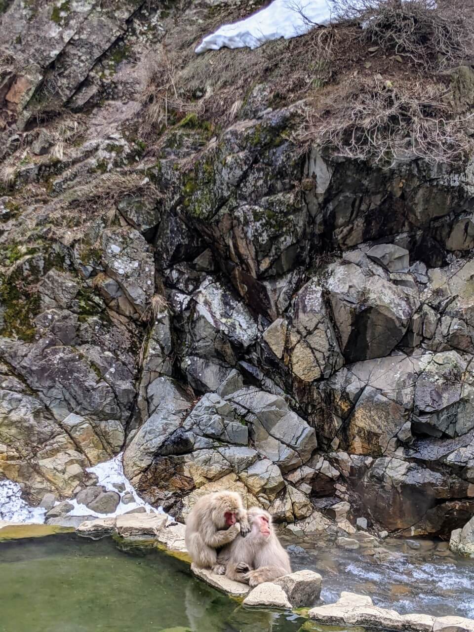 jigokudani-monkey-park-march-2022