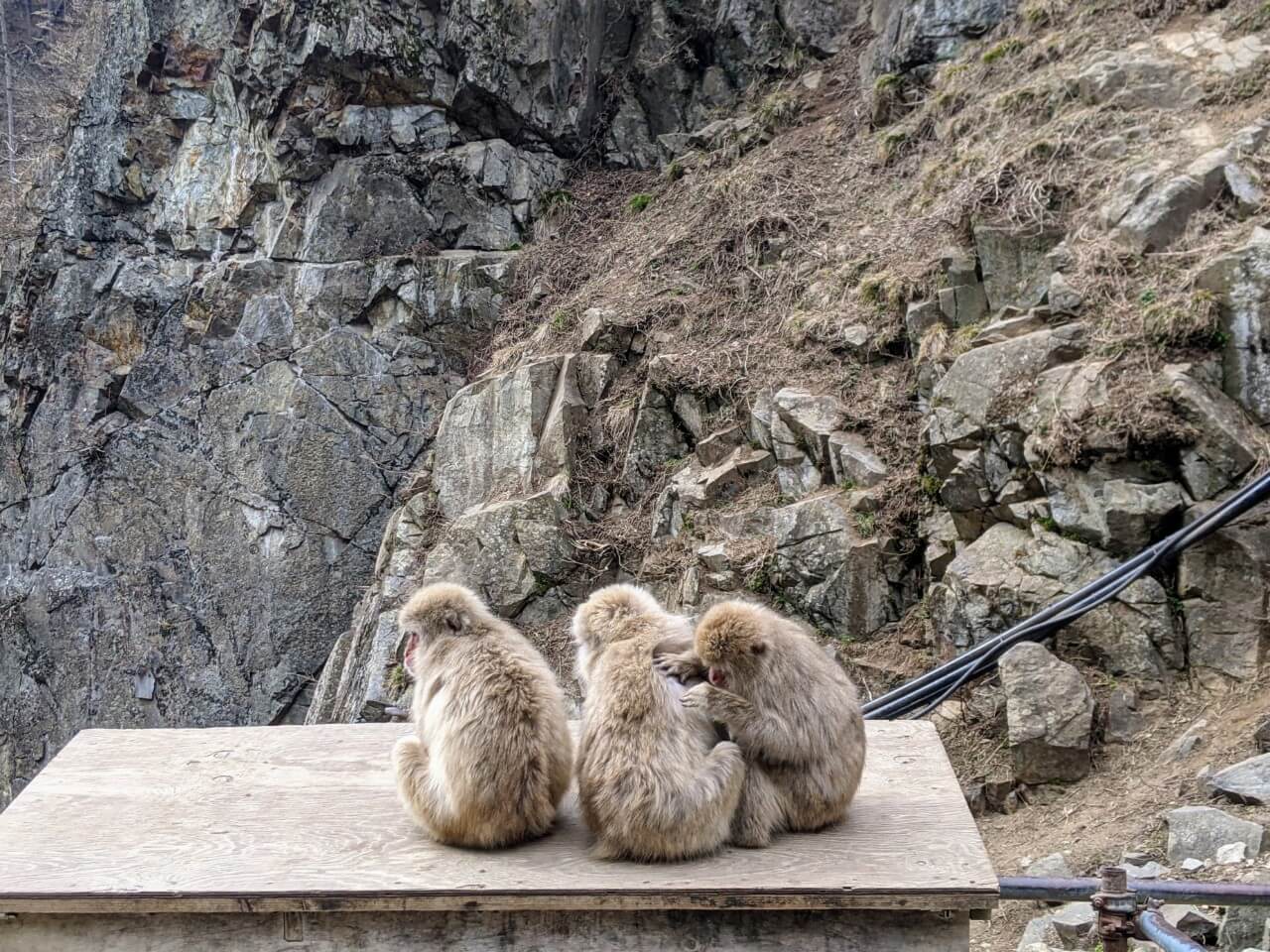 jigokudani-monkey-park-march-2022