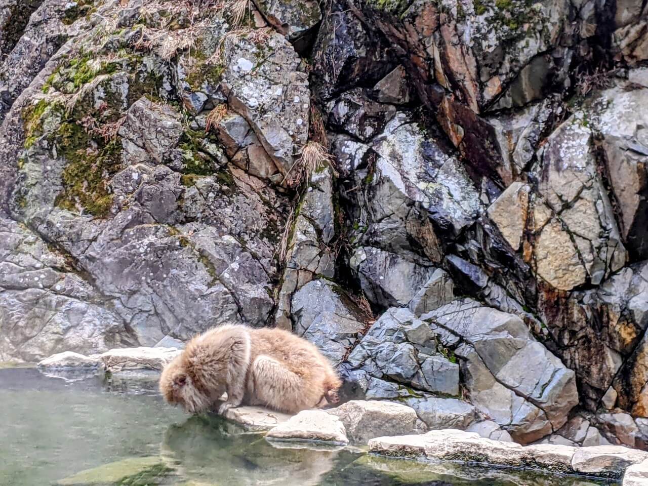 jigokudani-monkey-park-march-2022