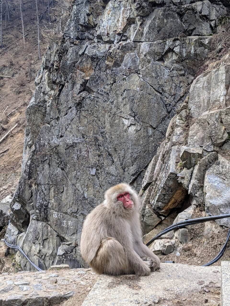 jigokudani-monkey-park-march-2022