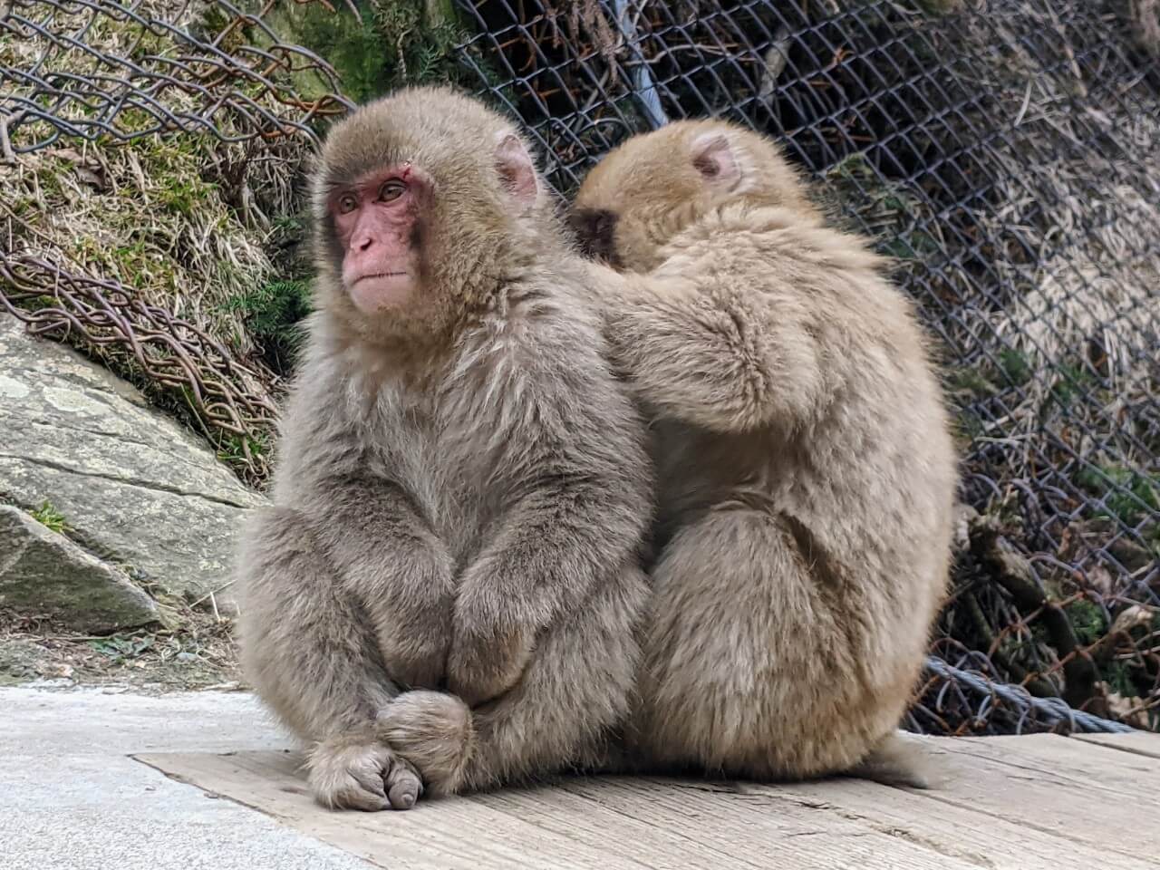 jigokudani-monkey-park-march-2022