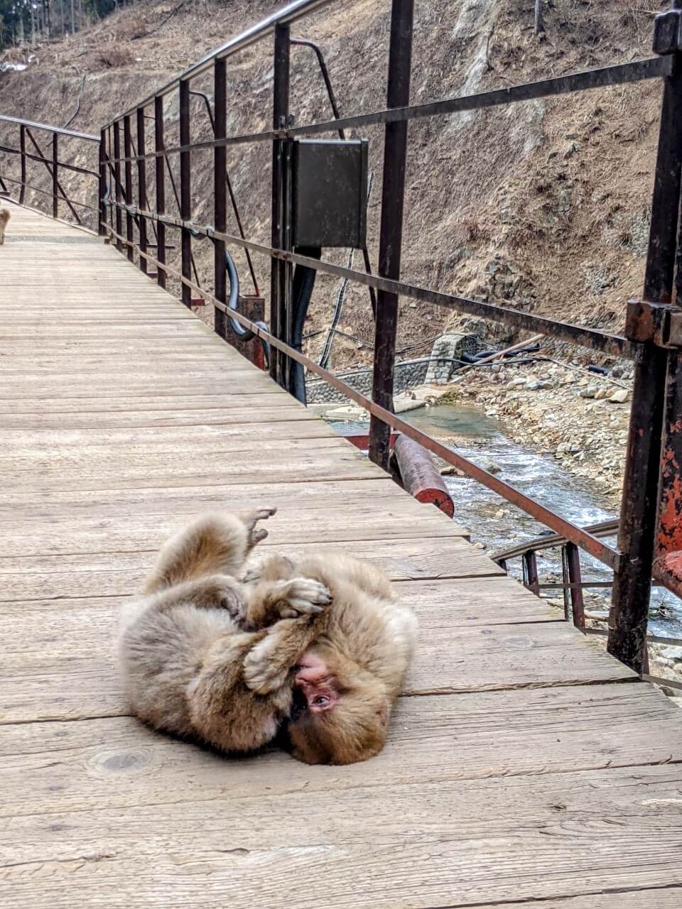 jigokudani-monkey-park-march-2022