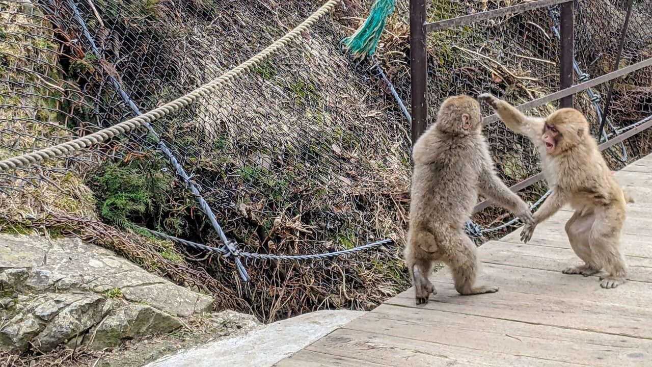 jigokudani-monkey-park-march-2022