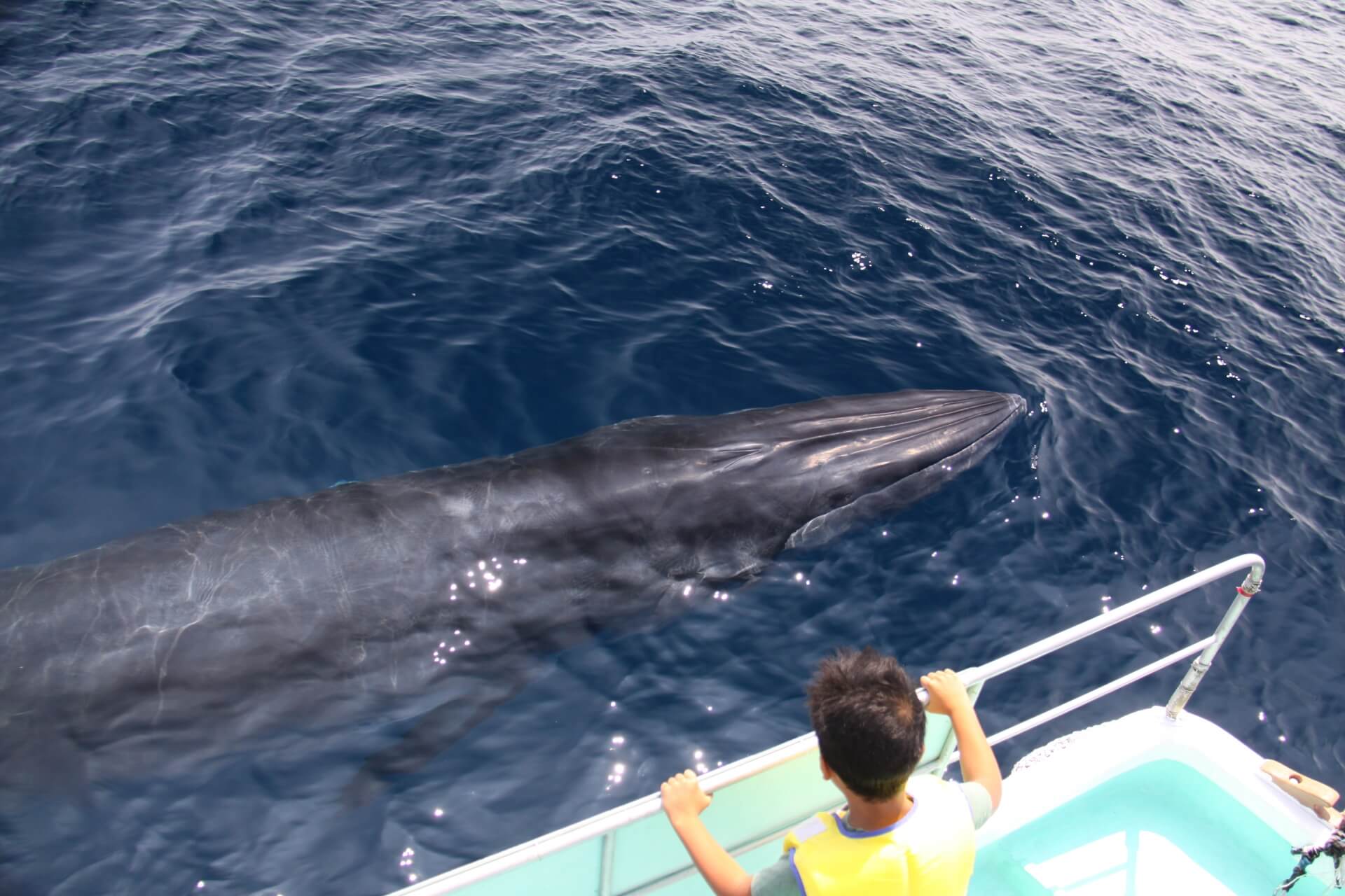 shikoku-kochi-whale