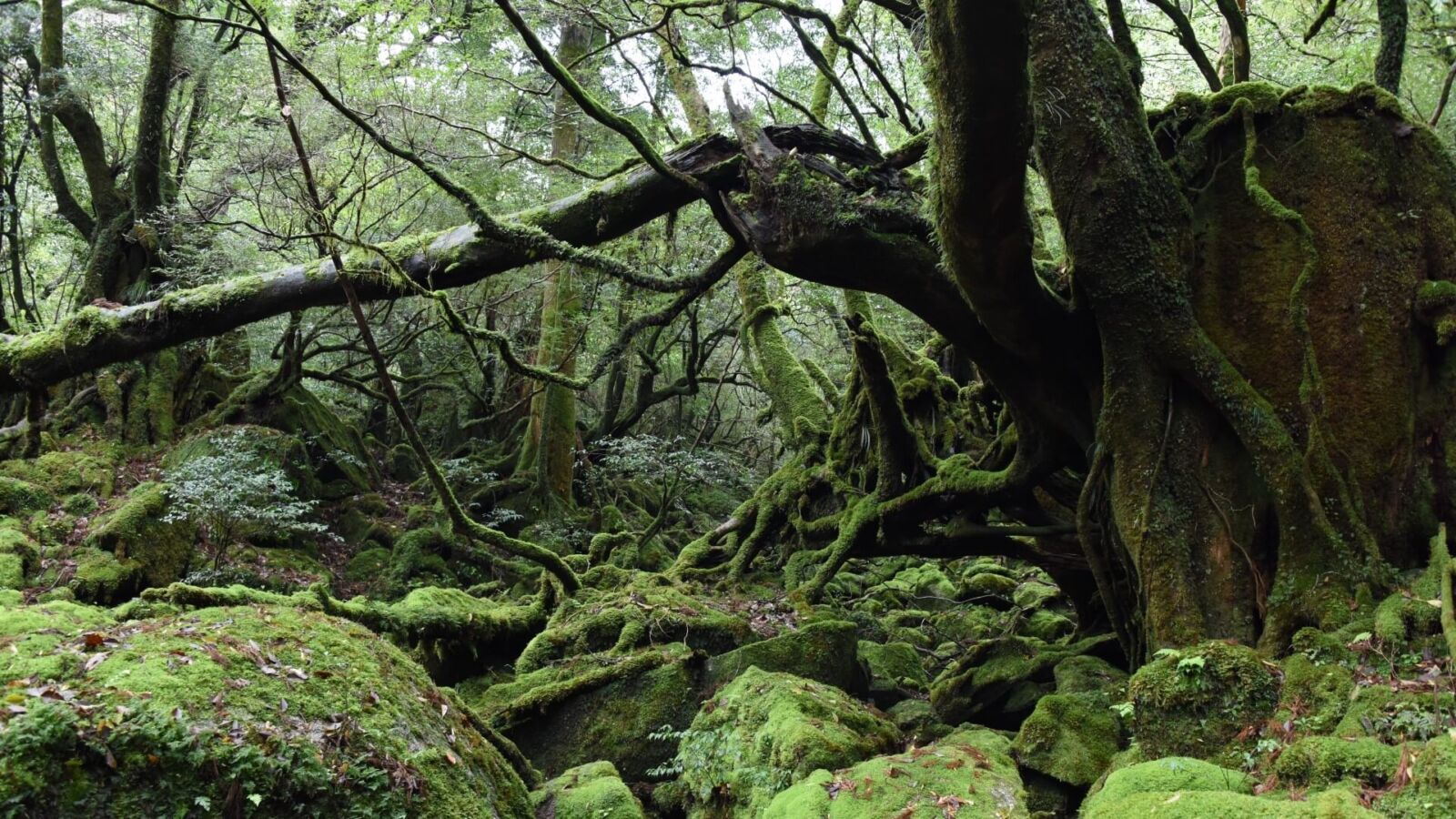 kyushu-yakushima