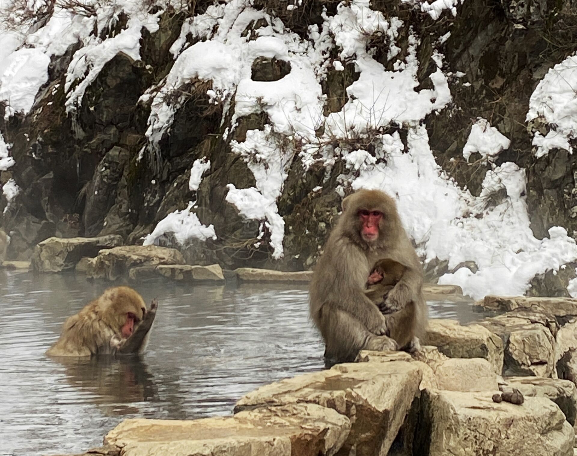 snow-monkey-winter