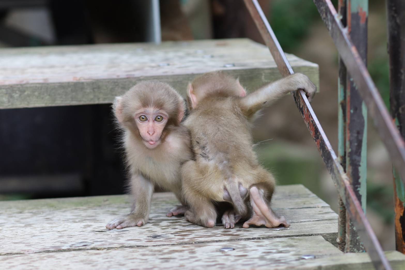 snow-monkey