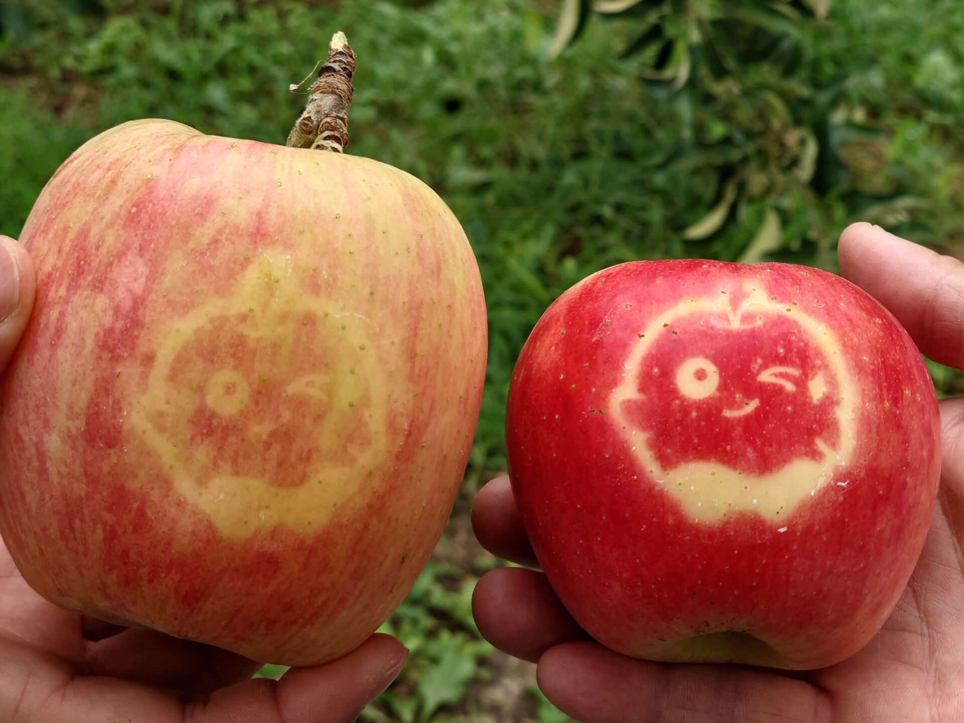 fruits-picking