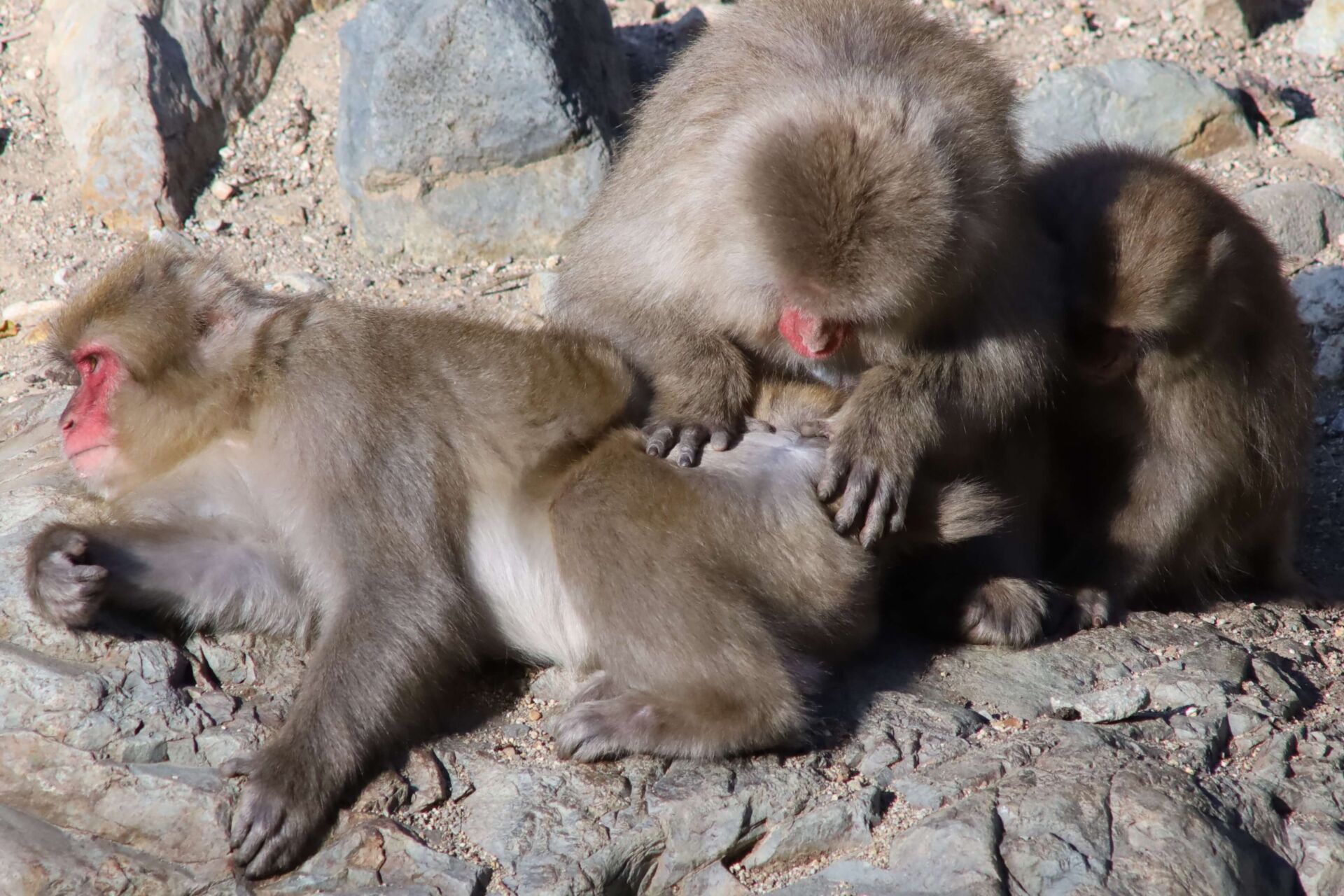 Snow-Monkeys