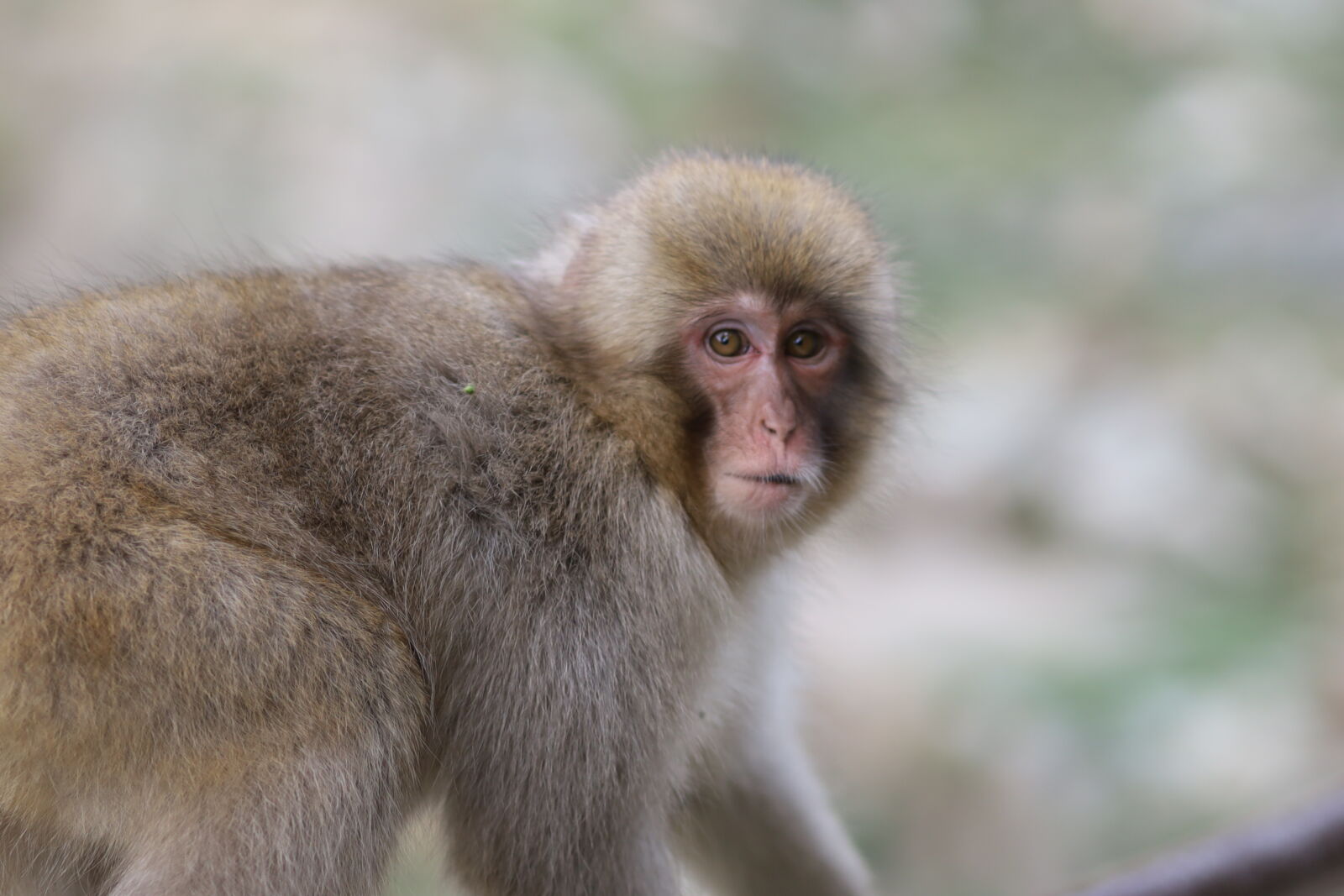 snow-monkey